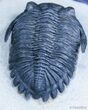 Outstanding Hollardops Trilobite - / Inches #2354-2